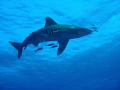   White tip shark.Taken nikon slr digital 7900 ikelite housing wide angle focus. sharkTaken shark Taken focus  